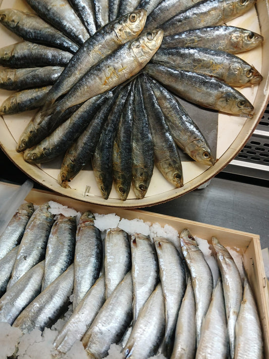Sardina