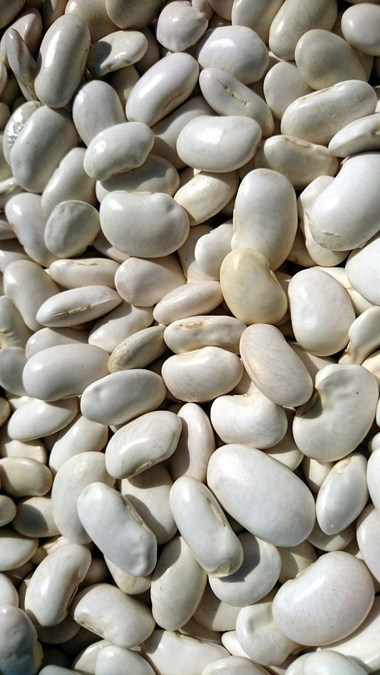 Mongeta blanca