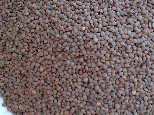 Llentia pardina